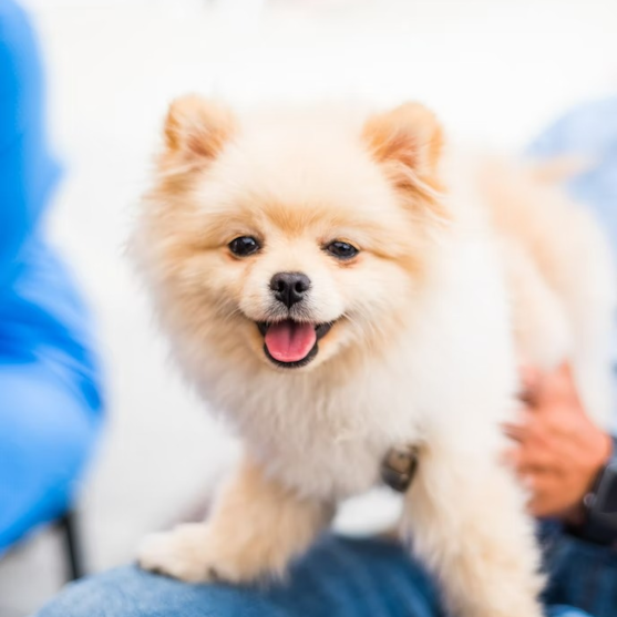 Happy White Pomeranian